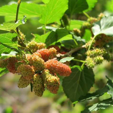 Morwa czerwona w doniczce dla diabetyków soki przetwory