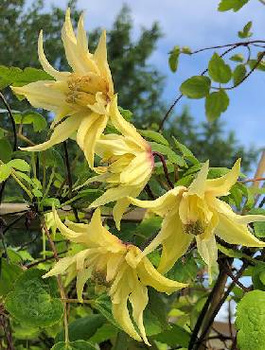 Powojnik Clematis Golden Dream (C2)