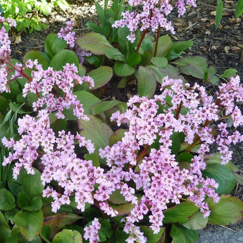 Bergenia zimozielona Harzkristall (C2)