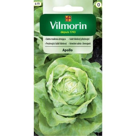 Sałata gruntowa masłowa zimująca Apollo 1g