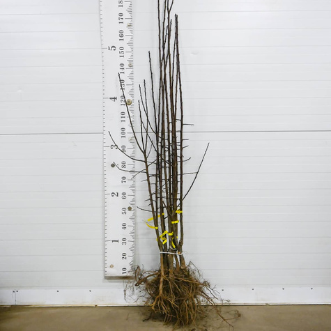 Śliwa Duża Fioletowa Plant Pack