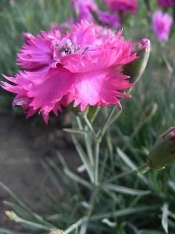 Goździk pierzasty Double Rose (C2)