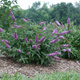 Budleja Dawida Lilac Chip
