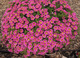 Calibrachoa Mini Surfinia Cabaret Early Bumble Bee Hot Pink różowo-żółta NOWOŚĆ