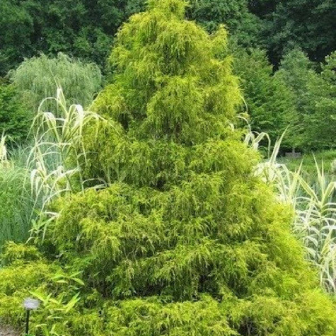 Cyprysik groszkowy Filifera Aurea (P9)