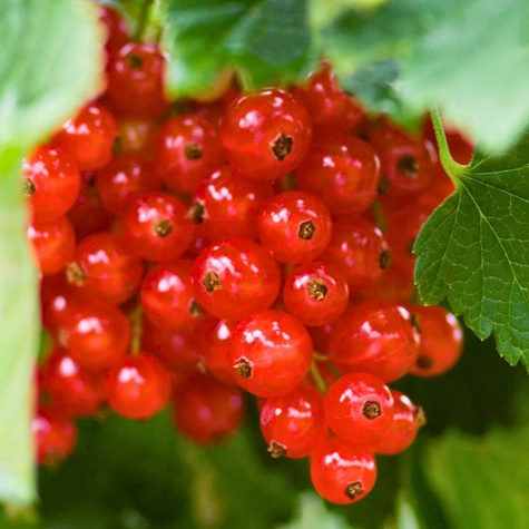 Porzeczka czerwona Rolan na pniu Plant Pack