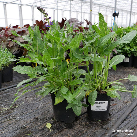 Szałwia omszona Viola Klose (C2)