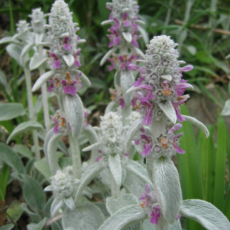 Czyściec wełnisty Stachys byzantina Miododajny