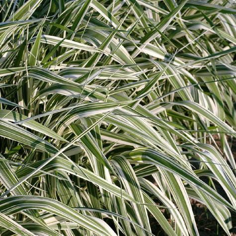 Mozga trzcinowata Feesey