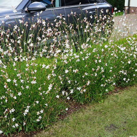 Gaura Gambit White (C2)