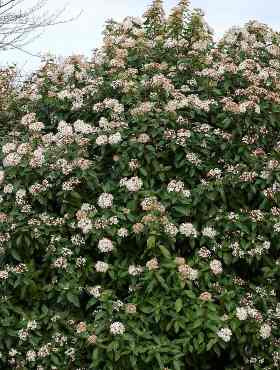 Kalina wawrzynowata Eve Price (P9)