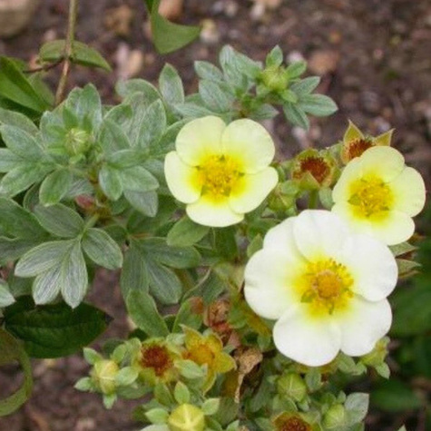 Pięciornik krzewiasty 'Primrose Beauty' (C1.7)