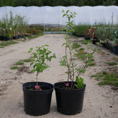 Jaśminowiec Snowbelle (C2)