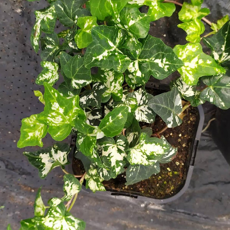 Bluszcz pospolity Kalibri