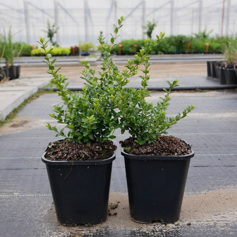 Suchodrzew lśniący mitolistny Elegant (C2)