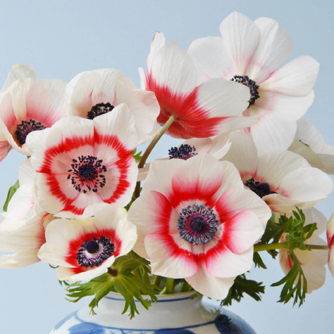 Zawilec grecki Bicolor