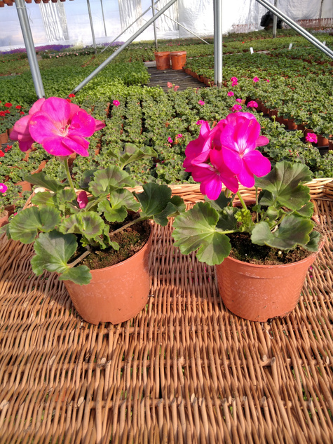 Pelargonia stojąca różowa Piękne sadzonki