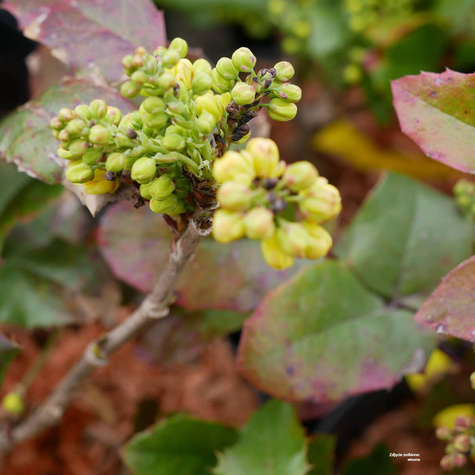 Mahonia pospolita (C2)