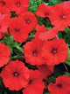 Petunia ogrodowa czerwona 0,05
