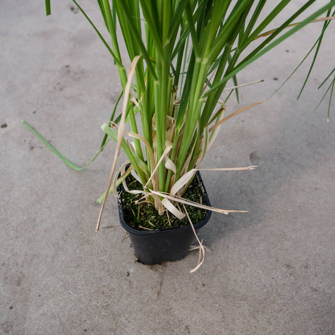 Trawa pampasowa White Feather (C2)