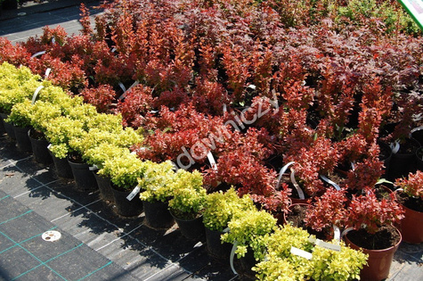 Berberys thunberga Tiny Gold doniczka C5