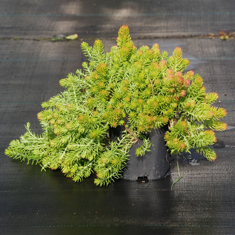 Rozchodnik mieszańcowy Winter Lemon (C2)