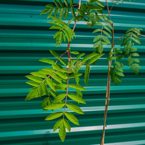 Jarząb Pospolity Pendula Szczepiony Na Pniu