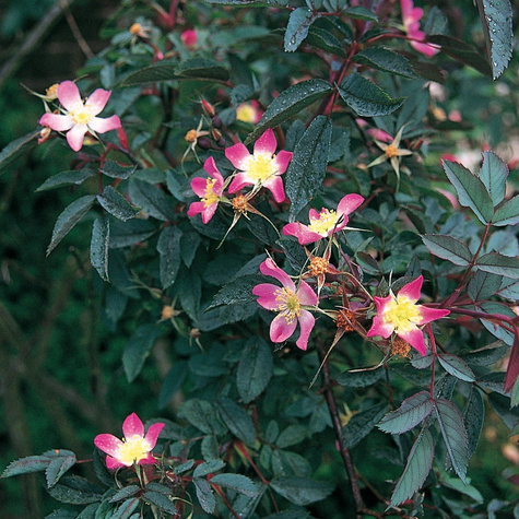 Róża czerwonawa Rosa rubrifolia glauca