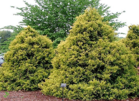 Cyprysik japoński Tsatsumi