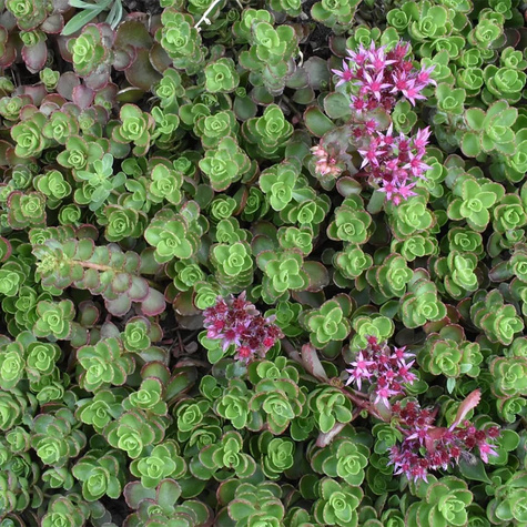 Rozchodnik kaukaski (C2)