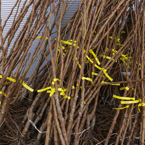 Morela Lescora Plant Pack