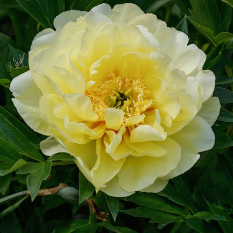 Piwonia drzewiasta Yellow Crown żółta