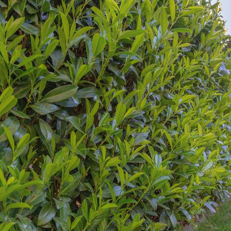 Laurowiśnia wschodnia (C2)