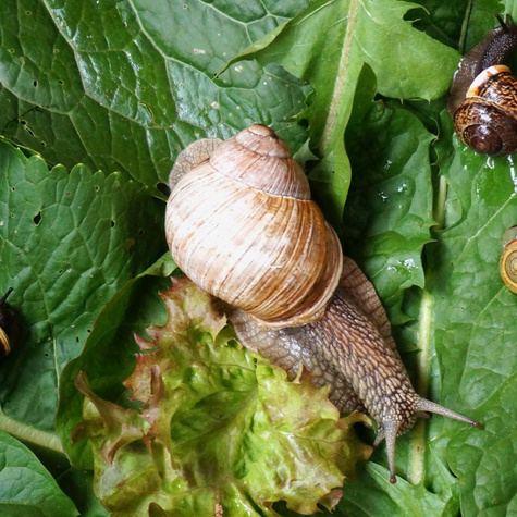 Rzepik Perko dla ślimaków 1kg