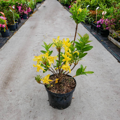 Azalia wielkokwiatowa żółta (C2)