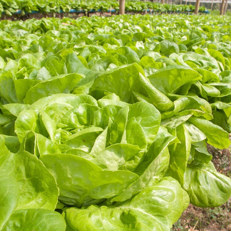 BIO Sałata Merveille 4 Nasiona 1g