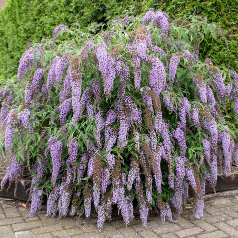 Budleja Dawida 'Wisteria Lane' płacząca kaskadowa (C2)