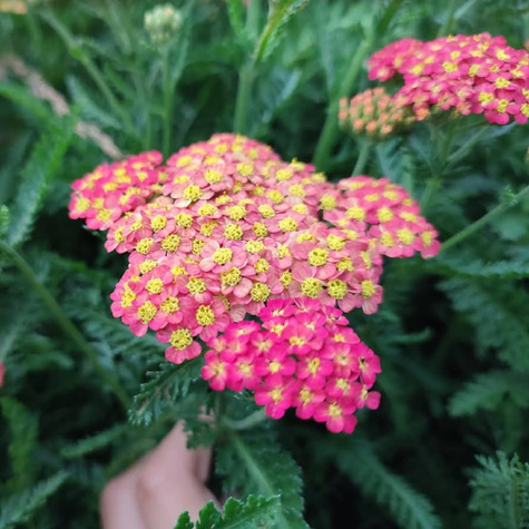 Krwawnik ogrodowy Milly Rock Red Impr.