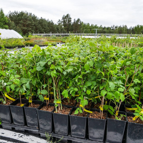 Malina purpurowa Glen Coe (C2) bezkolcowa