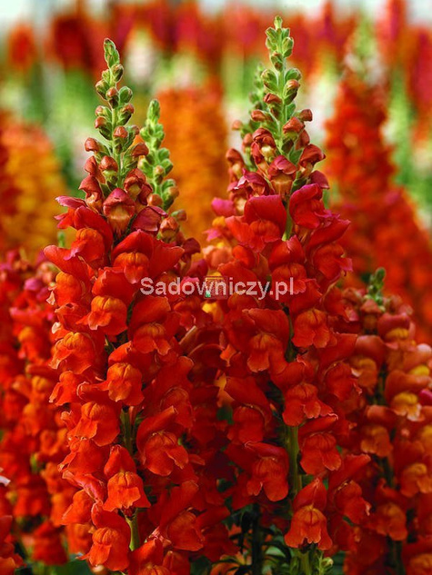 Lwia Paszcza karłowa Portos pomarańczowa Wyżlin 0,5g