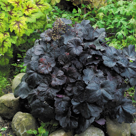 Żurawka ogrodowa Obsidian (C2)