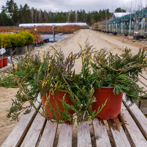 Jałowiec płożący Variegata