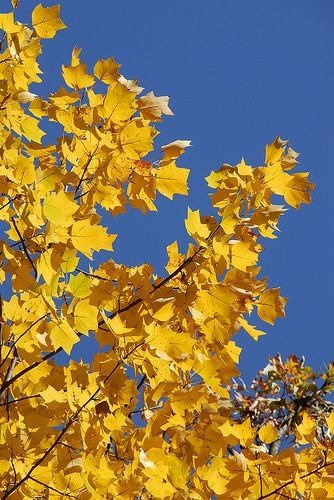 Tulipanowiec amerykański 1g nasiona