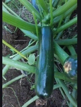 Dynia zwyczajna Cukinia Tristan F1 2g