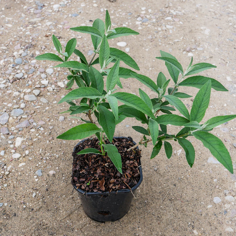 Budleja Dawida Flower Power (C2)