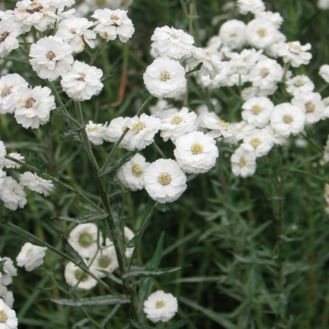 Krwawnik kichawiec 0,3g