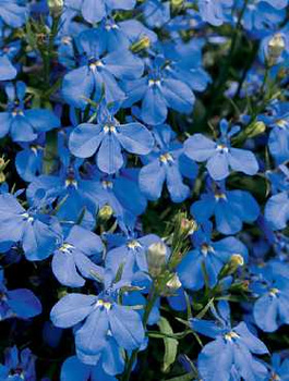 Lobelia zwisajaca niebieska 0,5g