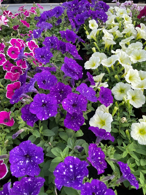 Surfinia fioletowa Gwieździste Niebo Night Sky NOWOŚĆ