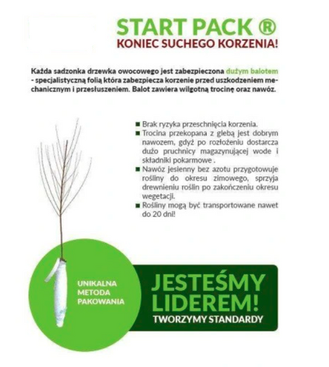 Porzeczka biała na pniu Plant Pack