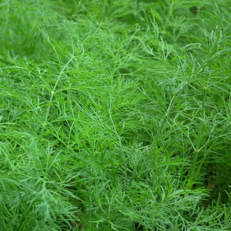 Koper ogrodowy Kronos średniopóźny 500g